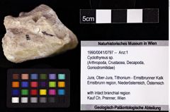 Foto (Objket + Etiketten) von Cyclothyreus sp. 